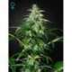 5 UND FEM - KALASHNIKOVA AUTOFLOWERING * GREEN HOUSE 5 UND FEMINIZADAS