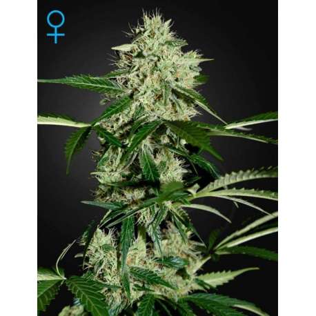 5 UND FEM - NORTHERN LIGHTS AUTOFLOWERING * GREEN HOUSE 5 UND FEMINIZADAS