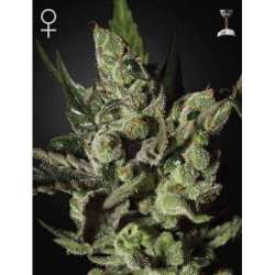 10 UND FEM - EXODUS CHEESE * GREEN HOUSE 10 UND FEMINIZADAS