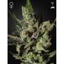 10 UND FEM - EXODUS CHEESE * GREEN HOUSE 10 UND FEMINIZADAS