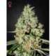 10 UND FEM - SUPER CRITICAL * GREEN HOUSE 10 UND FEMINIZADAS