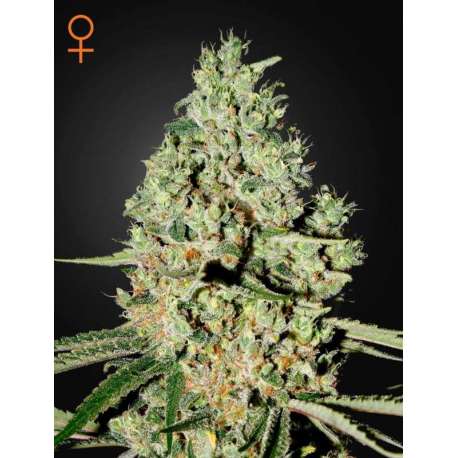 10 UND FEM - SUPER CRITICAL * GREEN HOUSE 10 UND FEMINIZADAS