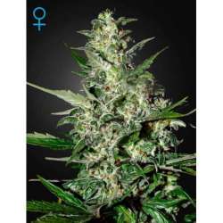 10 UND FEM - SUPER CRITICAL AUTO FLOWERING * GREEN HOUSE 10 UND FEMINIZADAS