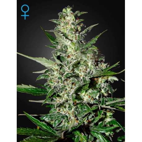 10 UND FEM - SUPER CRITICAL AUTO FLOWERING * GREEN HOUSE 10 UND FEMINIZADAS