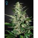 10 UND FEM - SUPER CRITICAL AUTO FLOWERING * GREEN HOUSE 10 UND FEMINIZADAS