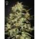 10 UND FEM - MOBY DICK * GREEN HOUSE 10 UND FEMINIZADAS