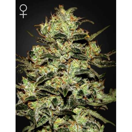 10 UND FEM - MOBY DICK * GREEN HOUSE 10 UND FEMINIZADAS