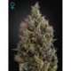 10 UND FEM - BIG BANG AUTO FLOWERING * GREEN HOUSE 10 UND FEMINIZADAS