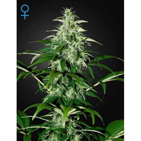 10 UND FEM - KALASHNIKOVA AUTOFLOWERING * GREEN HOUSE 10 UND FEMINIZADAS