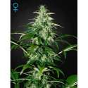 10 UND FEM - KALASHNIKOVA AUTOFLOWERING * GREEN HOUSE 10 UND FEMINIZADAS