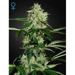 10 UND FEM - NORTHERN LIGHTS AUTOFLOWERING * GREEN HOUSE 10 UND FEMINIZADAS