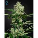 10 UND FEM - NORTHERN LIGHTS AUTOFLOWERING * GREEN HOUSE 10 UND FEMINIZADAS