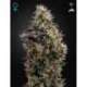 10 UND FEM - SWEET MANGO AUTOFLOWERING * GREEN HOUSE 10 UND FEMINIZADAS