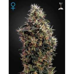 10 UND FEM - SWEET MANGO AUTOFLOWERING * GREEN HOUSE 10 UND FEMINIZADAS