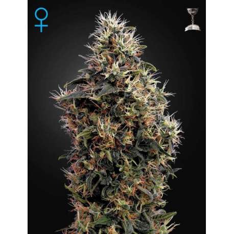 10 UND FEM - SWEET MANGO AUTOFLOWERING * GREEN HOUSE 10 UND FEMINIZADAS