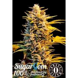 10 UND FEM - SUGAR GOM * GRASSOMATIC AUTOMATICA 10 UND FEM