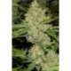 5 UND FEM - BRAINS CHOICE * K.C.BRAINS 5 UND FEMINIZADAS