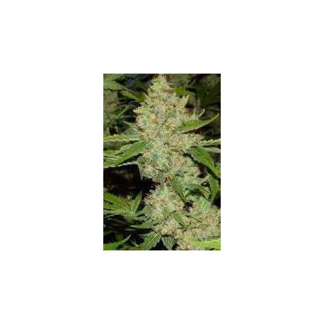 5 UND FEM - BRAINS CHOICE * K.C.BRAINS 5 UND FEMINIZADAS