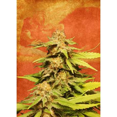 10 UND FEM - BIG BULL * KANNABIA SEEDS 10 UND FEMINIZADAS