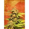 10 UND FEM - BIG BULL * KANNABIA SEEDS 10 UND FEMINIZADAS