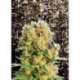 10 UND FEM - DIESEL GLUE * KANNABIA SEEDS 10 UND FEMINIZADAS