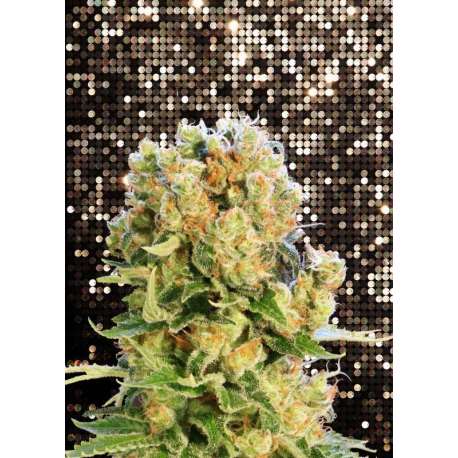 10 UND FEM - DIESEL GLUE * KANNABIA SEEDS 10 UND FEMINIZADAS