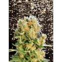 10 UND FEM - DIESEL GLUE * KANNABIA SEEDS 10 UND FEMINIZADAS