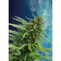 10 UND FEM - MATARO BLUE * KANNABIA SEEDS 10 UND FEMINIZADAS