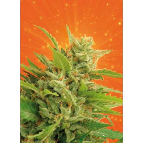 10 UND FEM - BIG BAND * KANNABIA SEEDS 10 UND FEMINIZADAS