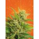 10 UND FEM - BIG BAND * KANNABIA SEEDS 10 UND FEMINIZADAS