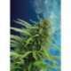 5 UND FEM - MATARO BLUE * KANNABIA SEEDS 5 UND FEMINIZADAS
