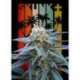 5 UND FEM - SKUNK + * KANNABIA SEEDS 5 UND FEMINIZADAS