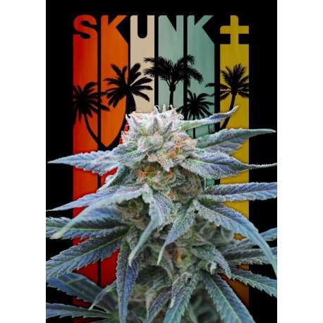5 UND FEM - SKUNK + * KANNABIA SEEDS 5 UND FEMINIZADAS