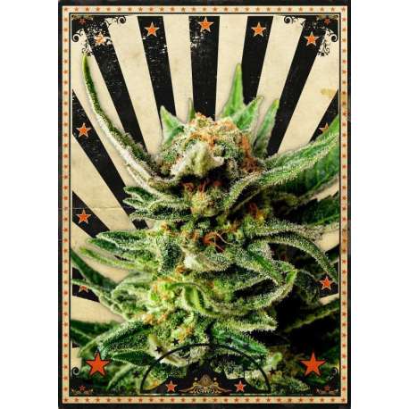 10 UND FEM -GYPSY KUSH * KANNABIA SEEDS 10 UND FEMINIZADAS