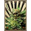 10 UND FEM -GYPSY KUSH * KANNABIA SEEDS 10 UND FEMINIZADAS