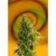 5 UND FEM - SPEEDY BOOM AUTO * KANNABIA SEEDS 5 UND FEMINIZADAS