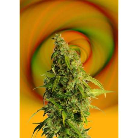 5 UND FEM - SPEEDY BOOM AUTO * KANNABIA SEEDS 5 UND FEMINIZADAS