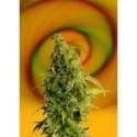 5 UND FEM - SPEEDY BOOM AUTO * KANNABIA SEEDS 5 UND FEMINIZADAS