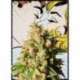 10 UND FEM - KISS * KANNABIA SEEDS 10 UND FEMINIZADAS