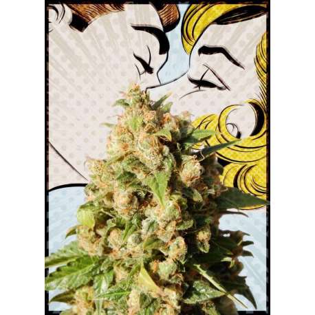 10 UND FEM - KISS * KANNABIA SEEDS 10 UND FEMINIZADAS