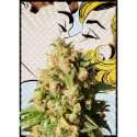 10 UND FEM - KISS * KANNABIA SEEDS 10 UND FEMINIZADAS