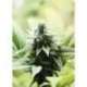 10 UND FEM - KREAMY KARAMEL ** KANNABIA SEEDS 10 UND FEMINIZADAS