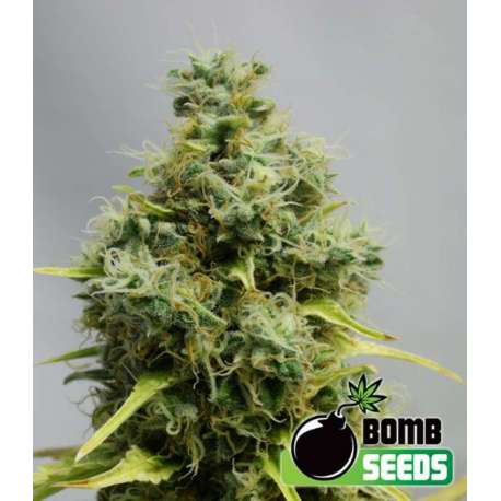 5 UND FEM - BIG BOMB * BOMB SEEDS 5 UND FEMINIZADAS