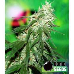 5 UND FEM - BUZZ BOMB * BOMB SEEDS 5 UND FEMINIZADAS