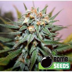 5 UND FEM - HASH BOMB * BOMB SEEDS 5 UND FEMINIZADAS