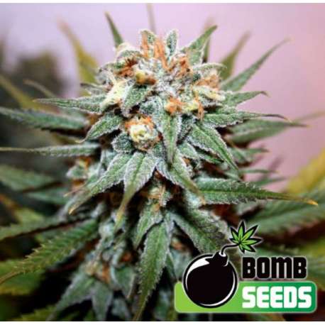 10 UND FEM - HASH BOMB * BOMB SEEDS 10 UND FEMINIZADAS