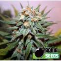 10 UND FEM - HASH BOMB * BOMB SEEDS 10 UND FEMINIZADAS