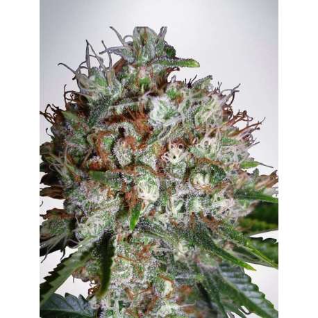 5 UND FEM - BIG BUD XXL * MINISTRY SEEDS 5 UND FEMINIZADAS