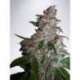 5 UND FEM - NORTHERN LIGHTS MOC * MINISTRY SEEDS 5 UND FEMINIZADAS