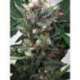 2 UND FEM - ZENSATION * MINISTRY SEEDS 2 UND FEMINIZADAS